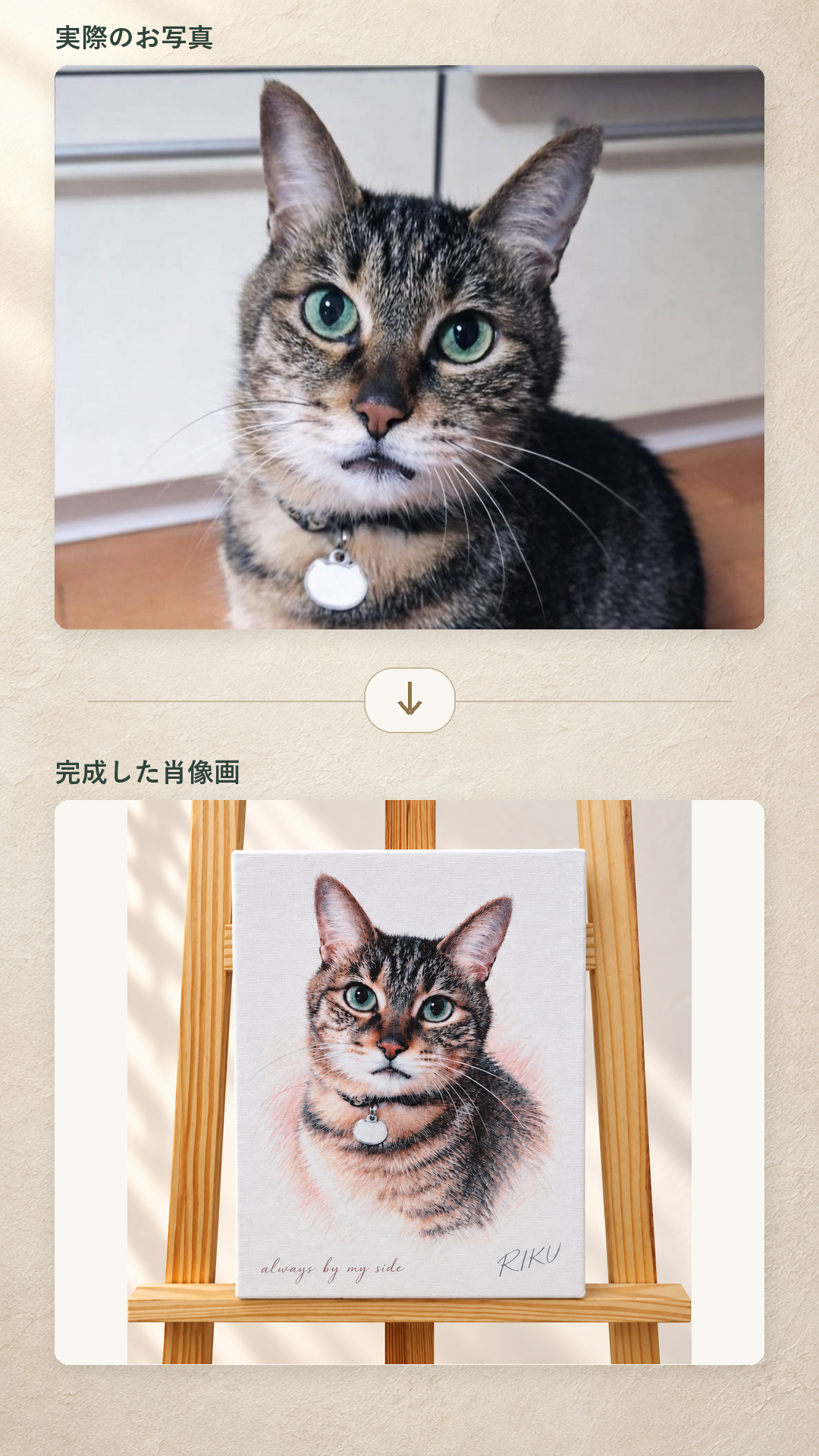 キジトラ猫の写真とF4縦キャンバス肖像画の制作例
